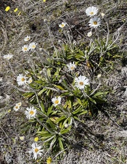 Celmisia spectabilis spectabilis