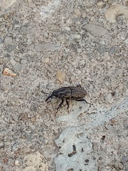 Sphenophorus cariosus