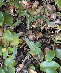 Rubus schmidelioides