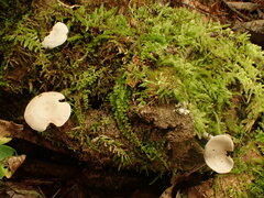 Entoloma albogriseum