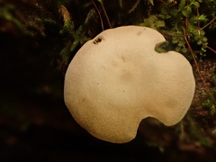 Entoloma albogriseum