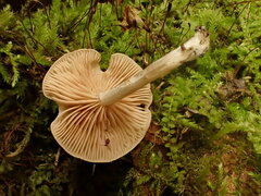 Entoloma albogriseum
