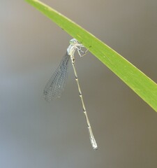 Neosticta canescens