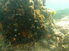 Dendrochirus barberi