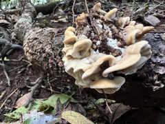 Antrodiella