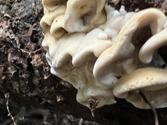 Antrodiella