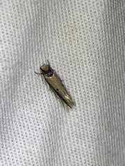 Tinea apicimaculella