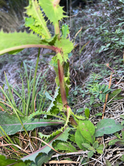 Sonchus asper