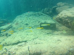 Mulloidichthys vanicolensis