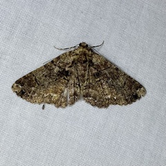 Paradromulia ambigua