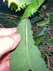 Sonchus asper