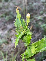 Sonchus asper