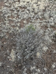 Dalea formosa