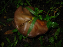 Psilocybe caerulescens