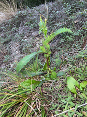 Sonchus asper