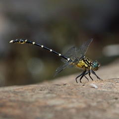 Hemigomphus