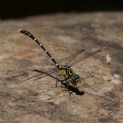 Hemigomphus