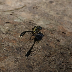 Hemigomphus