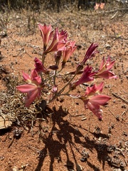 Alstroemeria hookeri
