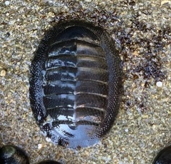 Chiton magnificus