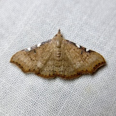 Corgatha dichionistis