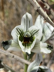 Chloraea bletioides
