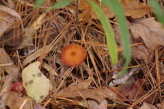 Laccaria trichodermophora