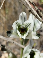 Chloraea bletioides