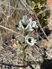 Chloraea bletioides