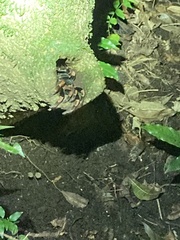 Megaphobema mesomelas