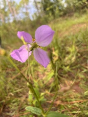 Rhexia nashii