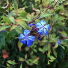 Ceratostigma plumbaginoides