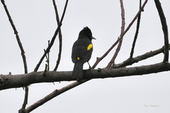 Cacicus chrysopterus