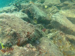Sargocentron diadema
