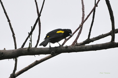 Cacicus chrysopterus