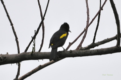 Cacicus chrysopterus