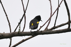 Cacicus chrysopterus