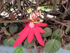 Coccinea
