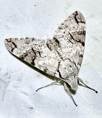 Psilogramma casuarinae