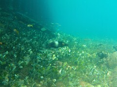 Parupeneus multifasciatus