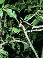 Bothriechis lateralis