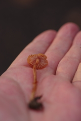 Laccaria trichodermophora