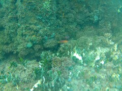 Pseudocheilinus octotaenia