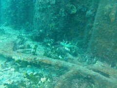 Canthigaster coronata