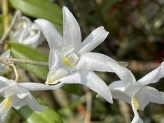 Dendrobium crumenatum