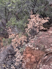 Quercus × undulata