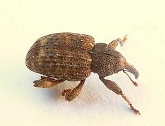 Conotrachelus posticatus