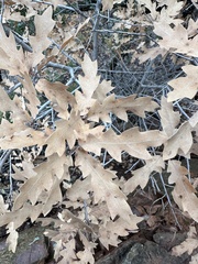 Quercus × undulata