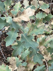 Quercus × undulata