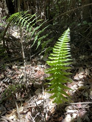 Blechnum hastatum